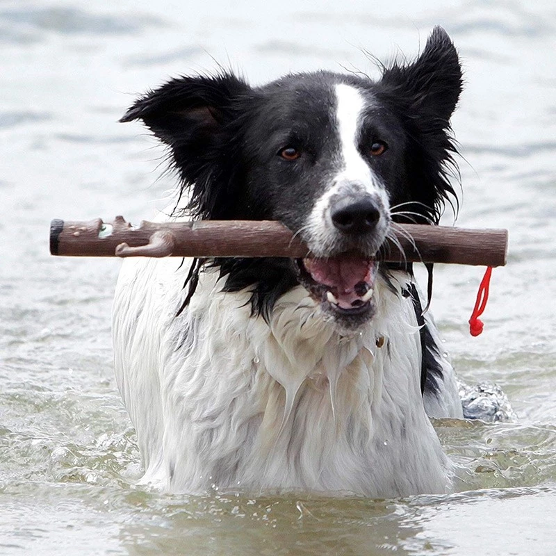 DOOG - ELWOOD - immagine 3