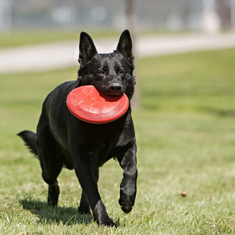 KONG - FRISBEE - immagine 2