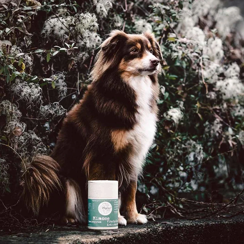 MYCANI - MIMOSE - SUPPORTO SISTEMA IMMUNITARIO - MISCELA DI ERBE E FUNGHI MEDICALI - immagine 3