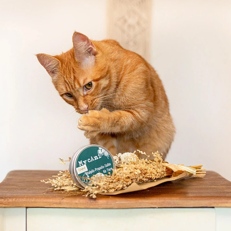 MYCANI - UNGUENTO A BASE DI FUNGO REISHI E PROPOLI - immagine 3